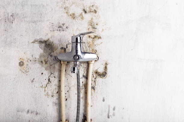 Best Mold Removal Process  in Fort Benton, MT