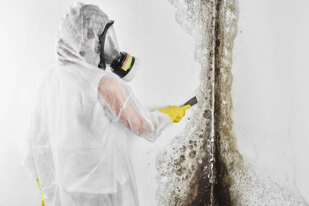 Best Certified Mold Removal  in Fort Benton, MT