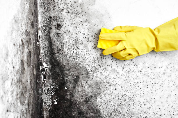 Best Mold Cleaning Services  in Fort Benton, MT
