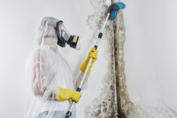 Best Crawl Space Mold Removal  in Fort Benton, MT