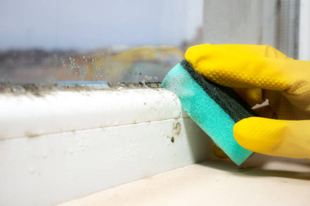 Mold Removal Process in Fort Benton, MT