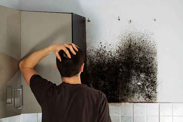 Best Attic Mold Removal  in Fort Benton, MT